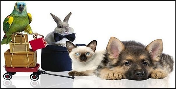 развитие ветклиники открытием магазина зоотоваров развитие ветклиники открытием магазина зоотоваров