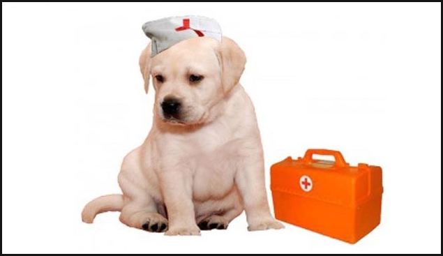 как рекламировать свою ветклинику как рекламировать свою ветклинику